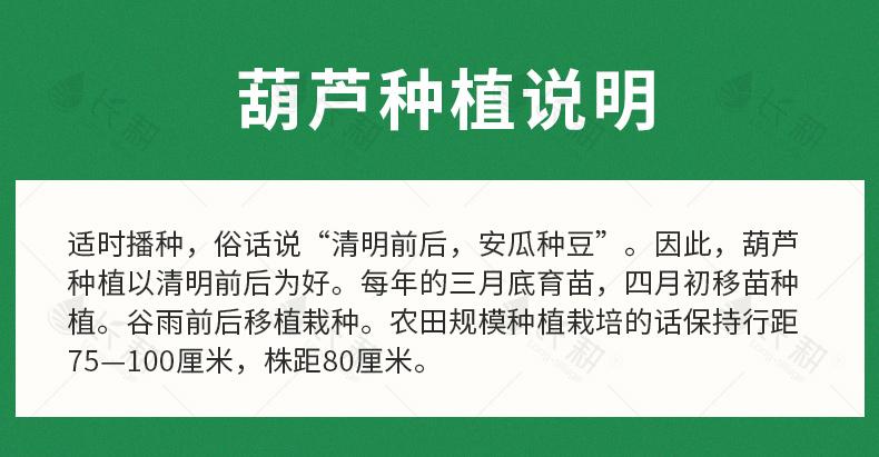 葫芦种子详情图9.jpg
